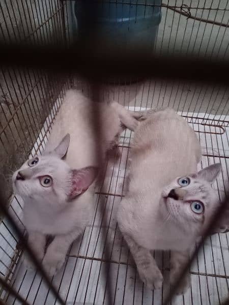 Siamese Breed Cat pair 6