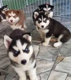 husky whoolycaot Blue eye's puppies