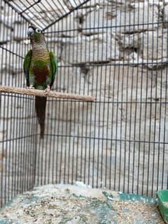 Green Chick Conure