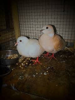 Dove's Birds For Sale