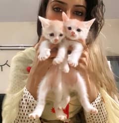 40 days kitten for sale perisn white and fawn color