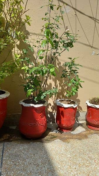 Plants for sale 0