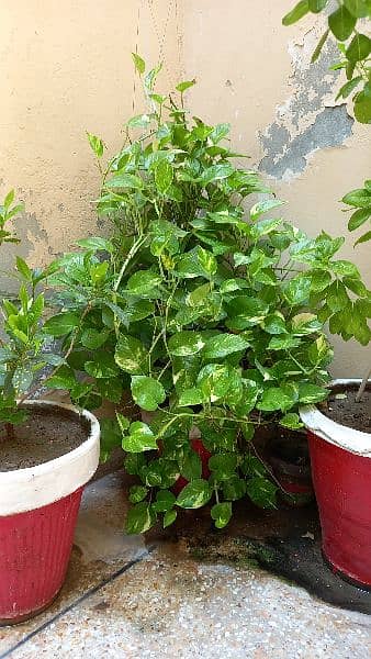 Plants for sale 3