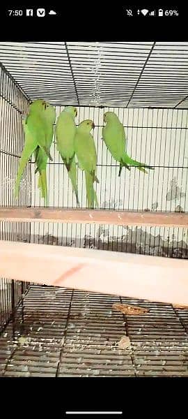 ringneck  pairs 1