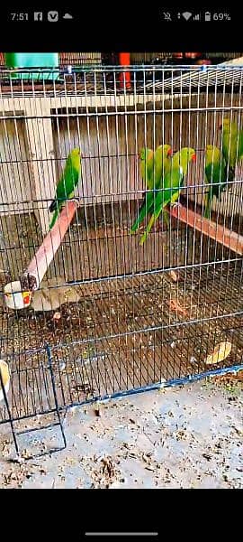 ringneck  pairs 4