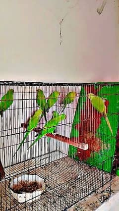 ringneck pathay available