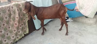 Nagra bakri 2.15 din ki cars hai  03340005264