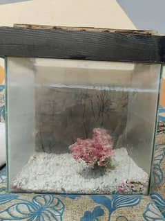 12*18" aquarium just clean it and use it