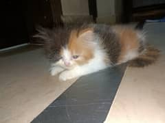 calico kitten searching for new home