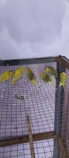 Beautiful 3 Australian Pairs total 6 parrots