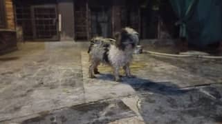 Shihtzu breeder female,