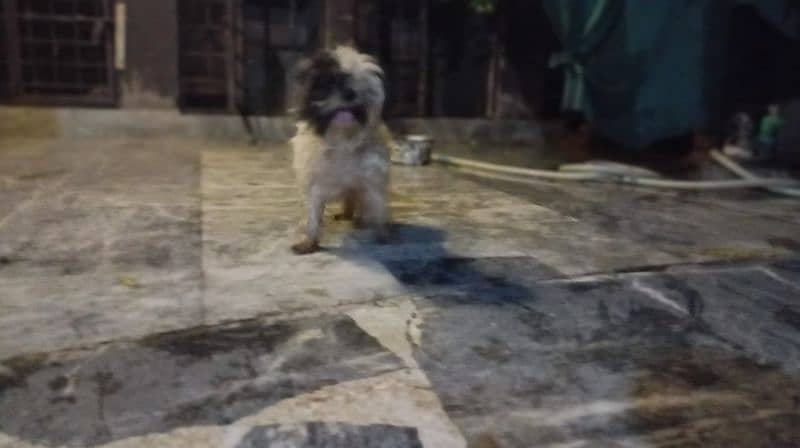 Shihtzu breeder female, 1