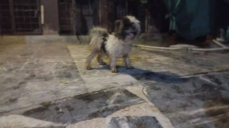 Shihtzu breeder female, 2