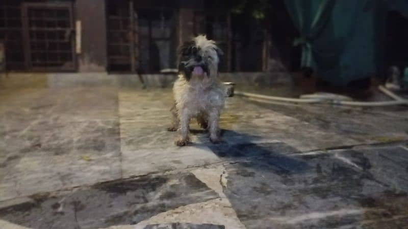 Shihtzu breeder female, 3