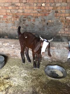 desi betal cross bakra live weight almost 40kg