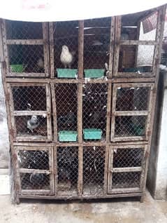 6 box cage