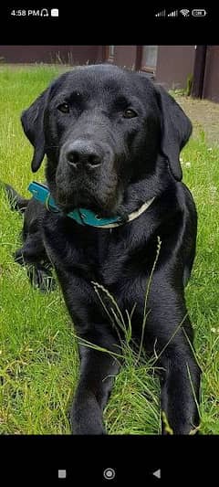 Labrador male for sale
age 1 year
full vaccination
full healthy