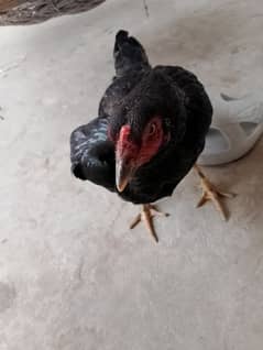 mianwali aseel female for sale