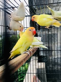 Lovebirds,albino,fisher,cremino