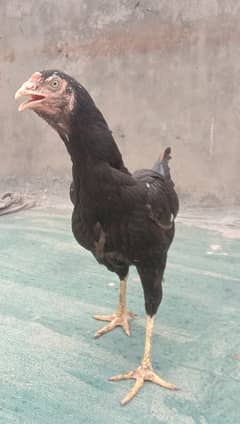 3 female aseel urgent sale 0