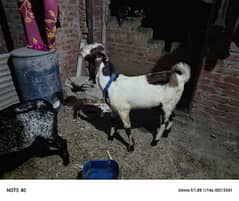 bakra