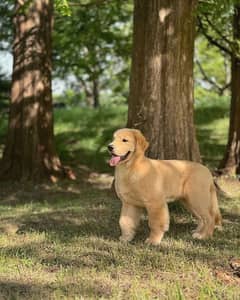 Golden retriever