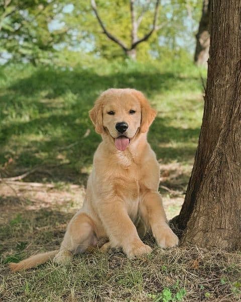 Golden retriever 1