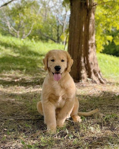 Golden retriever 2