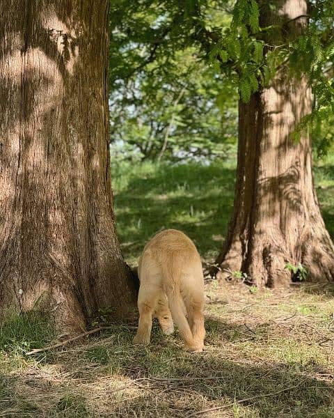 Golden retriever 3