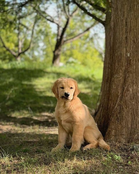 Golden retriever 4