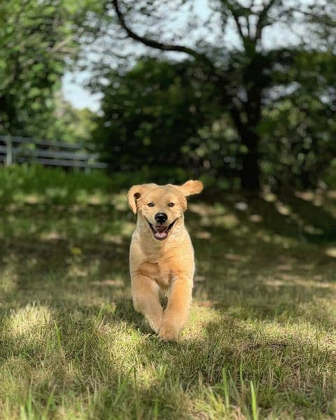 Golden retriever 5