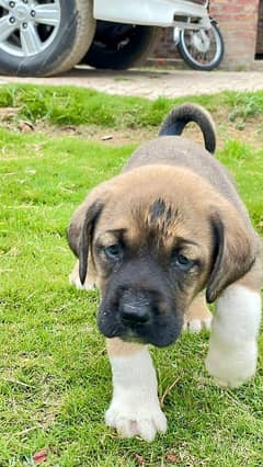 Turkish kangal