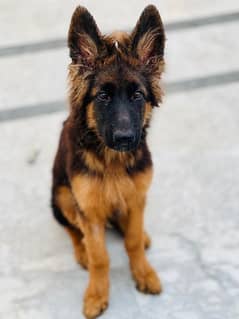 German Shepherd long coat puppy