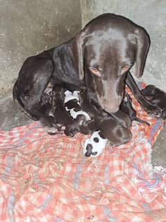 pointer puppy