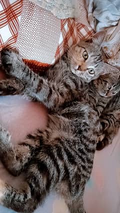 Persian kittens pair