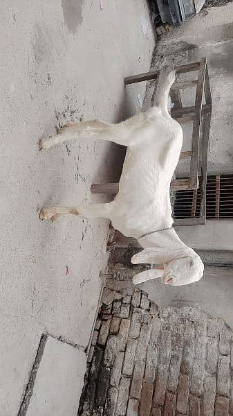 Rajan puri bakri fresh do dant  Hui hai  03014744371 2