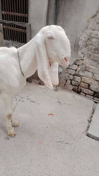 Rajan puri bakri fresh do dant  Hui hai  03014744371 3