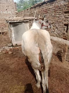 cow for sale with female baby