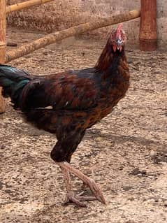 Sindhi cross and misri rooster(Male) for sale. Red and white colour