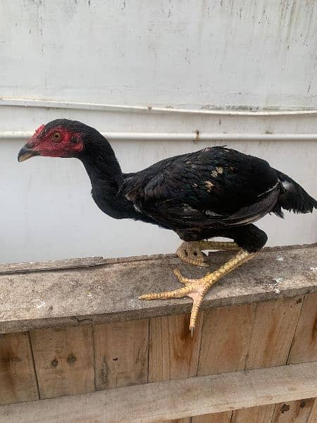 Sindhi cross and misri rooster(Male) for sale. Red and white colour 2