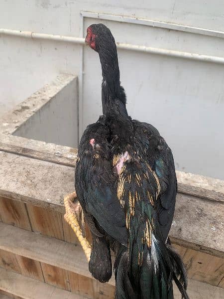 Sindhi cross and misri rooster(Male) for sale. Red and white colour 3