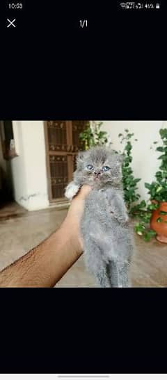 puch face baby kitten