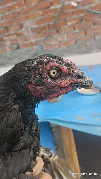 Aseel black muskhi black hen Madi maadi murgi for sale high quality 1