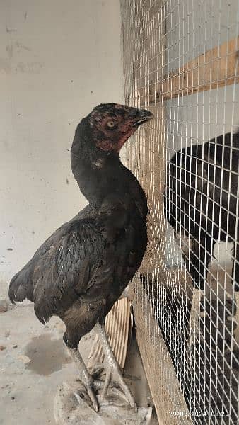 Aseel black muskhi black hen Madi maadi murgi for sale high quality 2