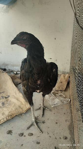 Aseel black muskhi black hen Madi maadi murgi for sale high quality 3