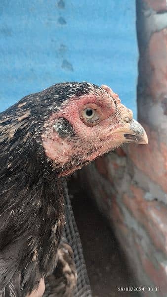 Aseel black muskhi black hen Madi maadi murgi for sale high quality 4