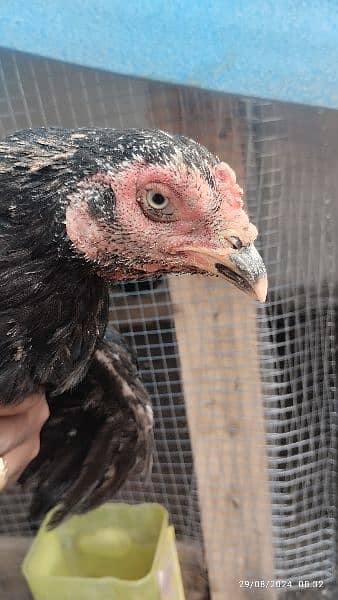 Aseel black muskhi black hen Madi maadi murgi for sale high quality 6