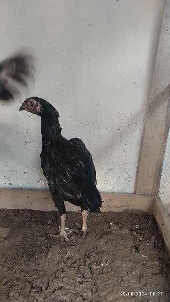 Aseel black muskhi black hen Madi maadi murgi for sale high quality 9