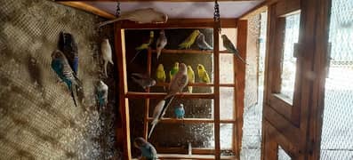 Breeder Pairs of Australian Budgies for sale