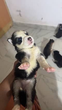 Siberian Husky puppy